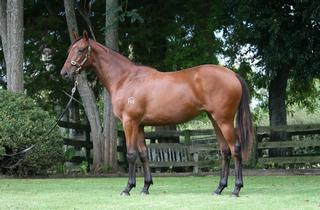 Pear Tree Farm's Lot 11 - Jimmy Choux x Kiara filly.